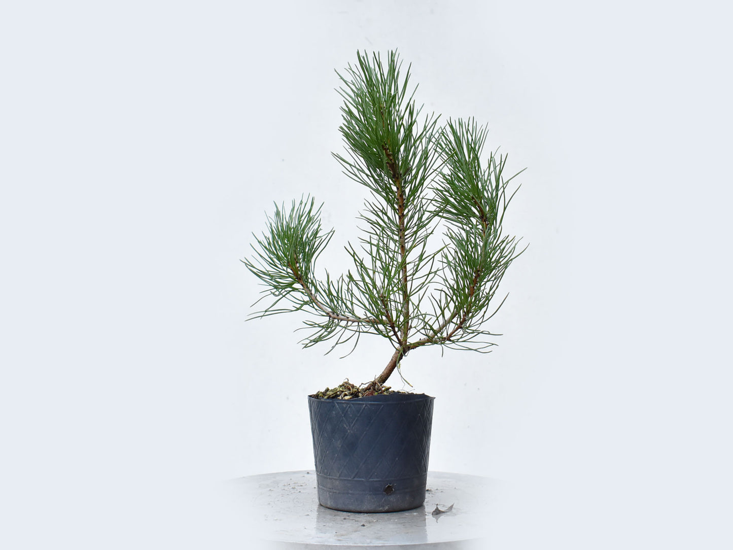 PINO MUGO (Pinus Mugo)