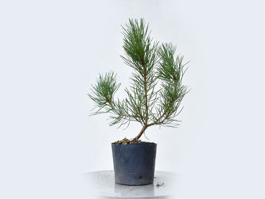 PINO MUGO (Pinus Mugo)