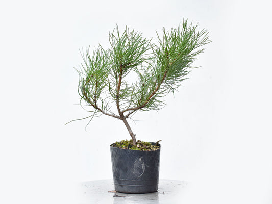 PINO MUGO (Pinus Mugo)