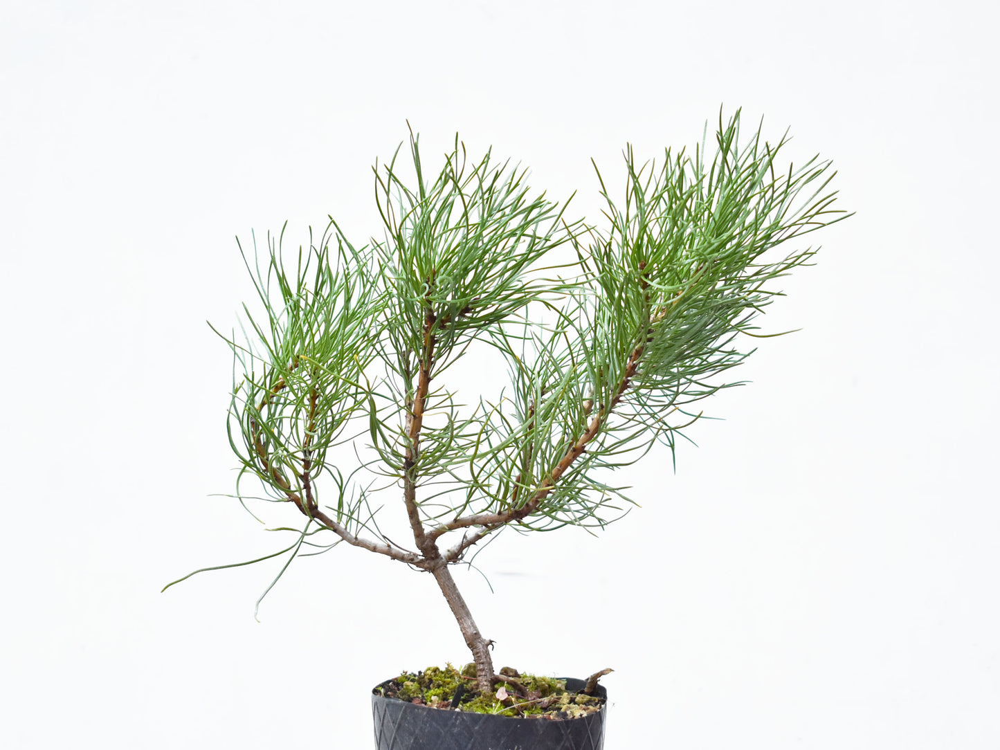 PINO MUGO (Pinus Mugo)