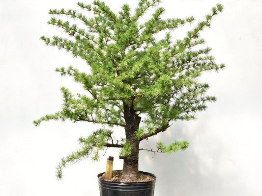 ALERCE EUROPEO (Larix Decidua)