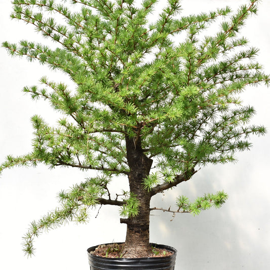 ALERCE EUROPEO (Larix Decidua)