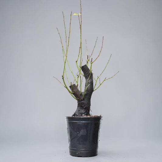 CIRUELO SILVESTRE (Prunus Cerasifera)