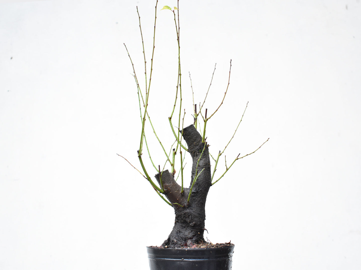 CIRUELO SILVESTRE (Prunus Cerasifera)