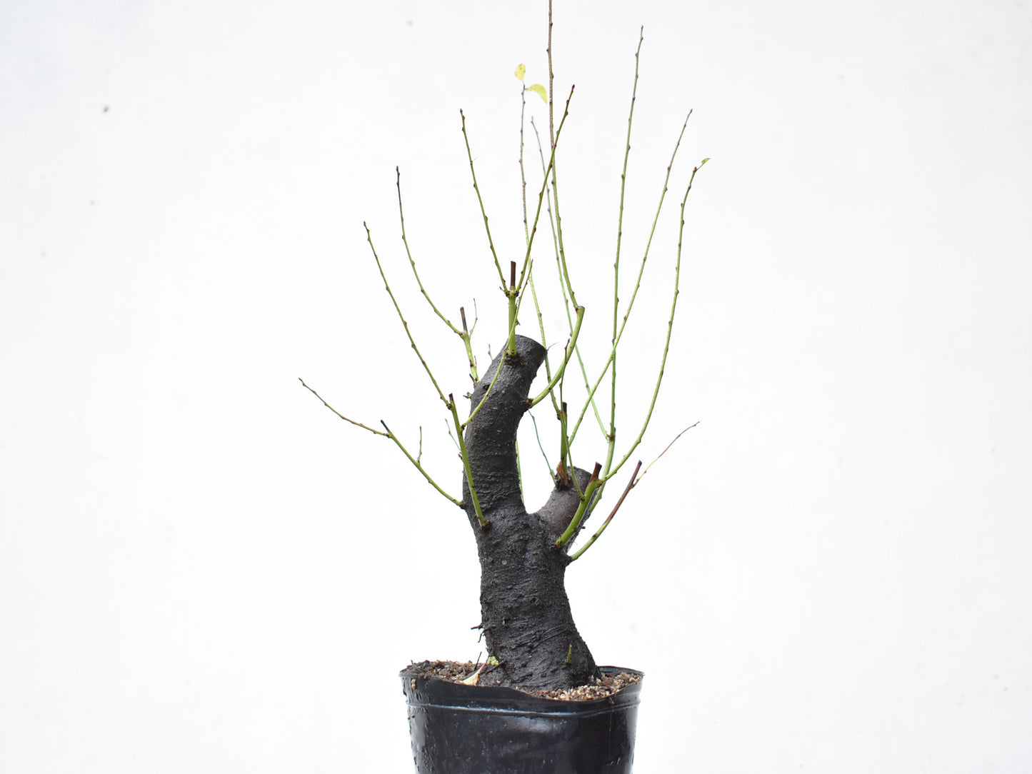 CIRUELO SILVESTRE (Prunus Cerasifera)