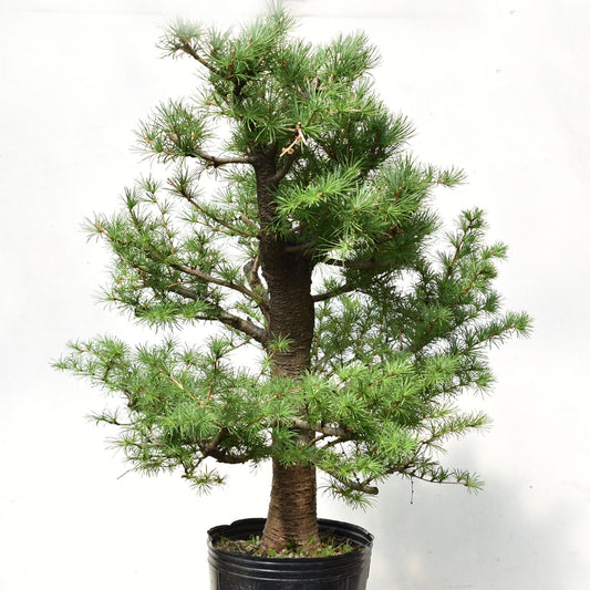 ALERCE EUROPEO (Larix Decidua)