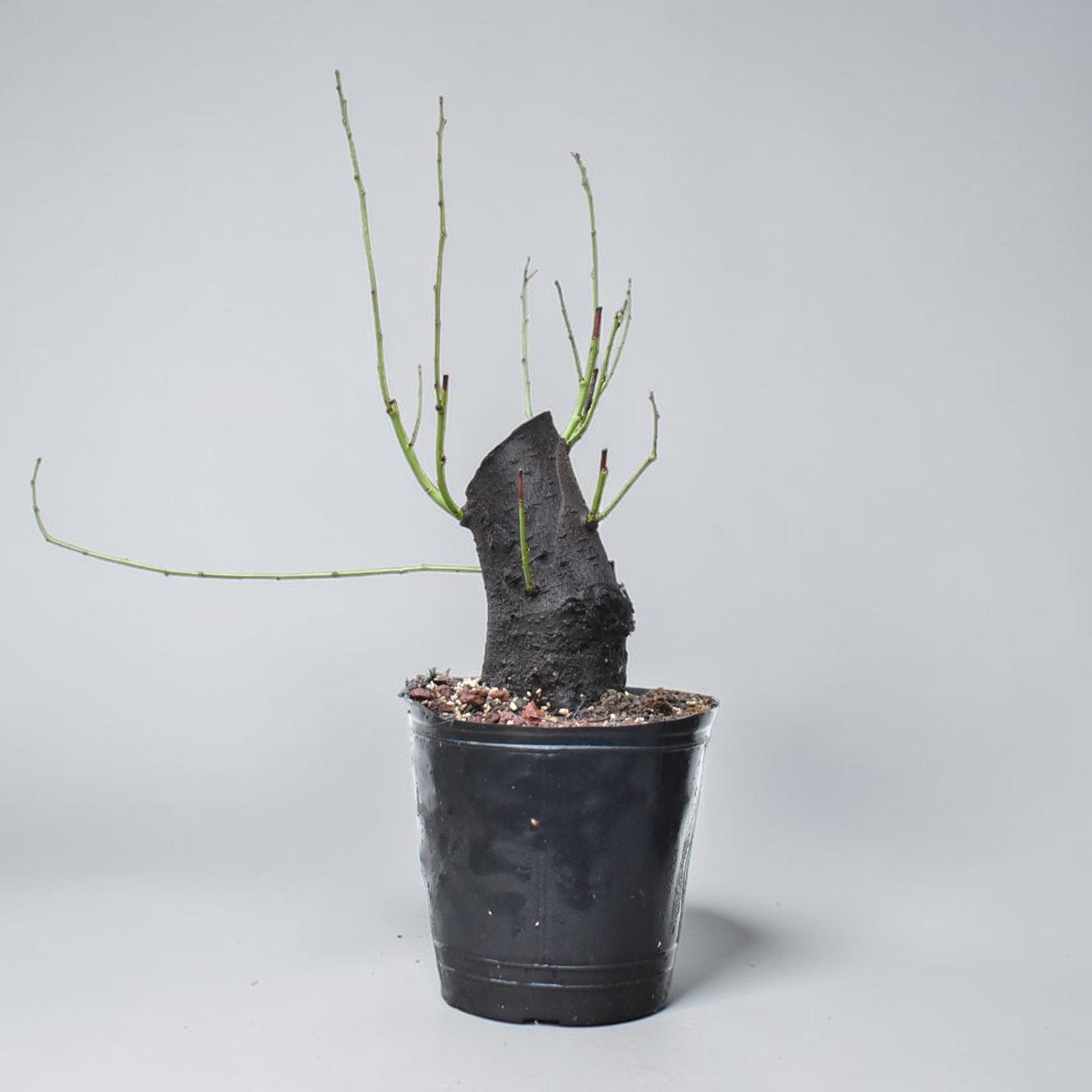 CIRUELO SILVESTRE (Prunus Cerasifera)
