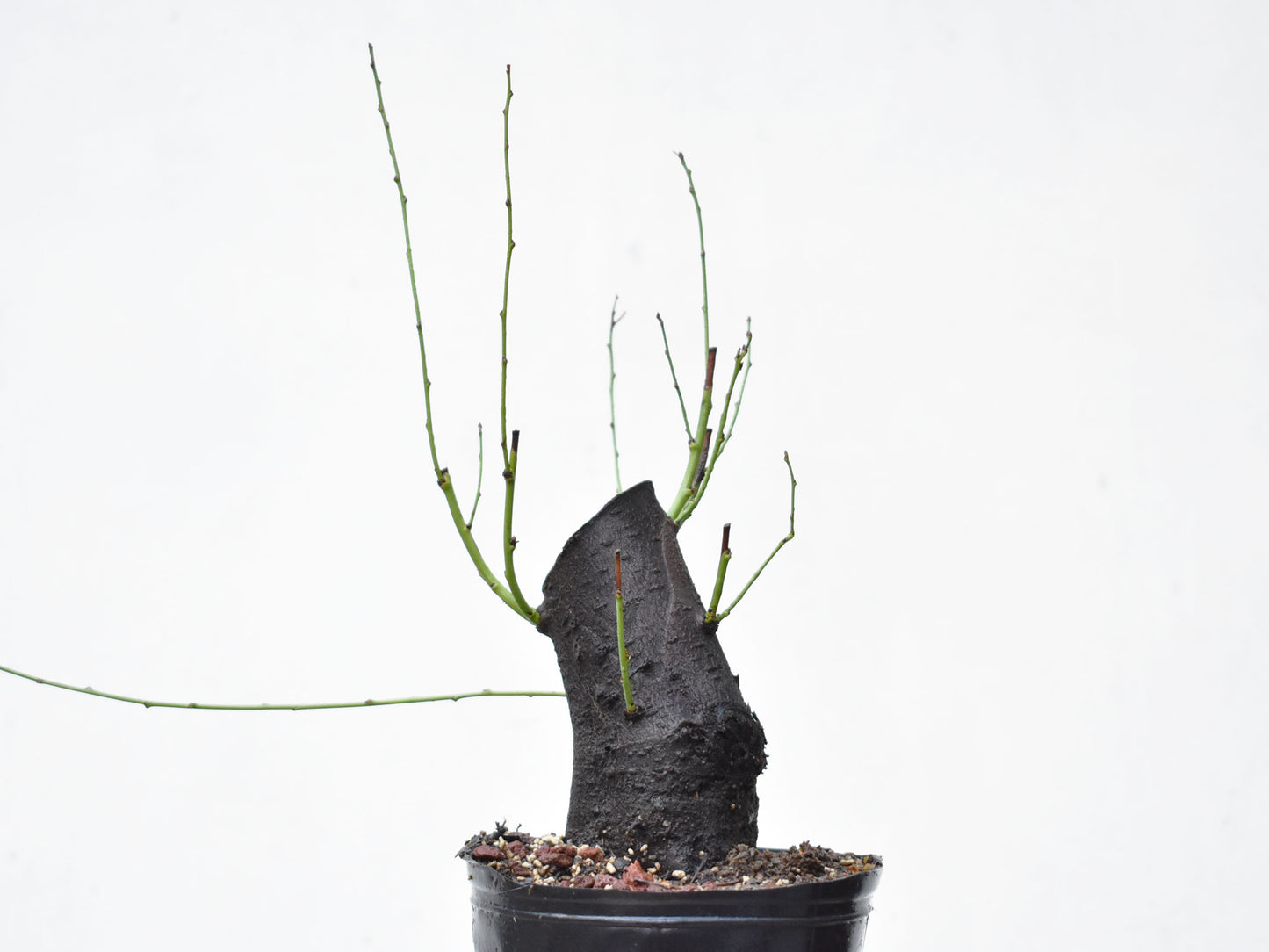 CIRUELO SILVESTRE (Prunus Cerasifera)