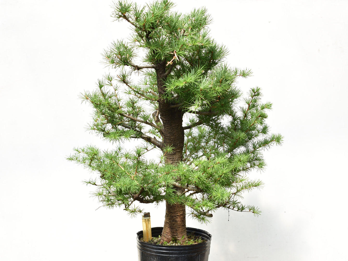 ALERCE EUROPEO (Larix Decidua)