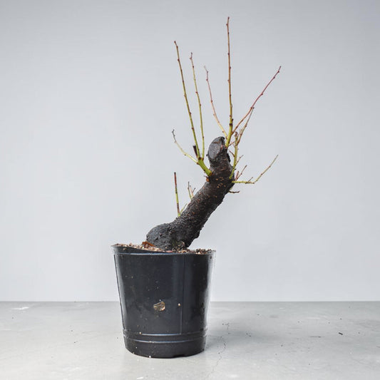 CIRUELO SILVESTRE (Prunus Cerasifera)