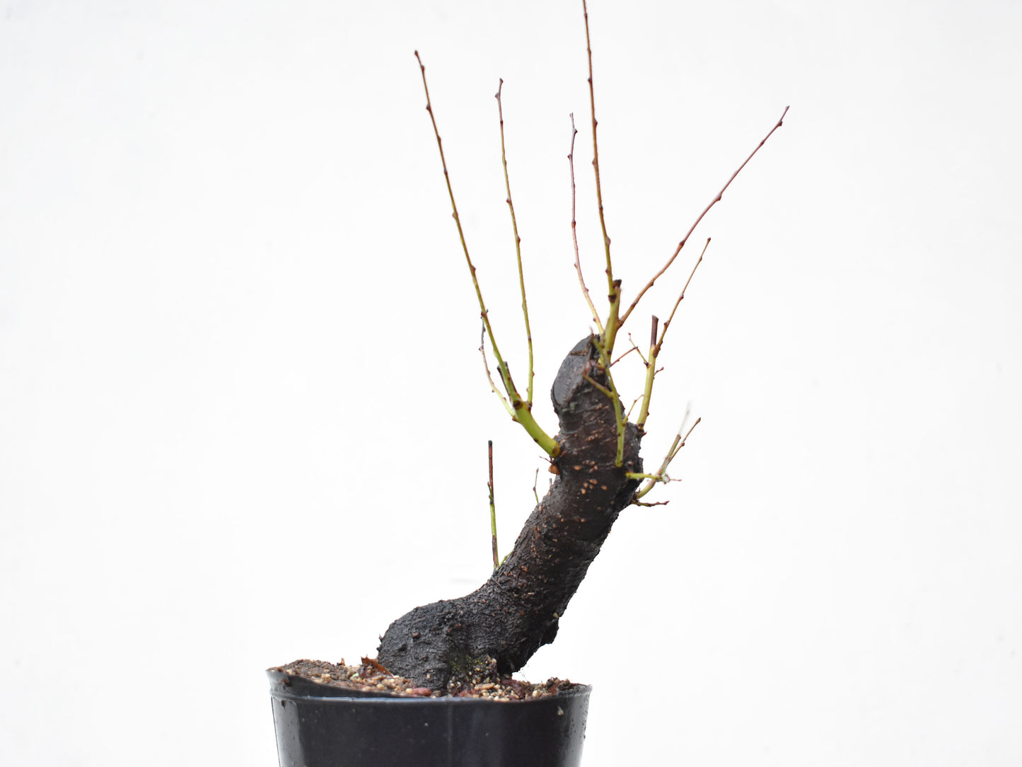 CIRUELO SILVESTRE (Prunus Cerasifera)