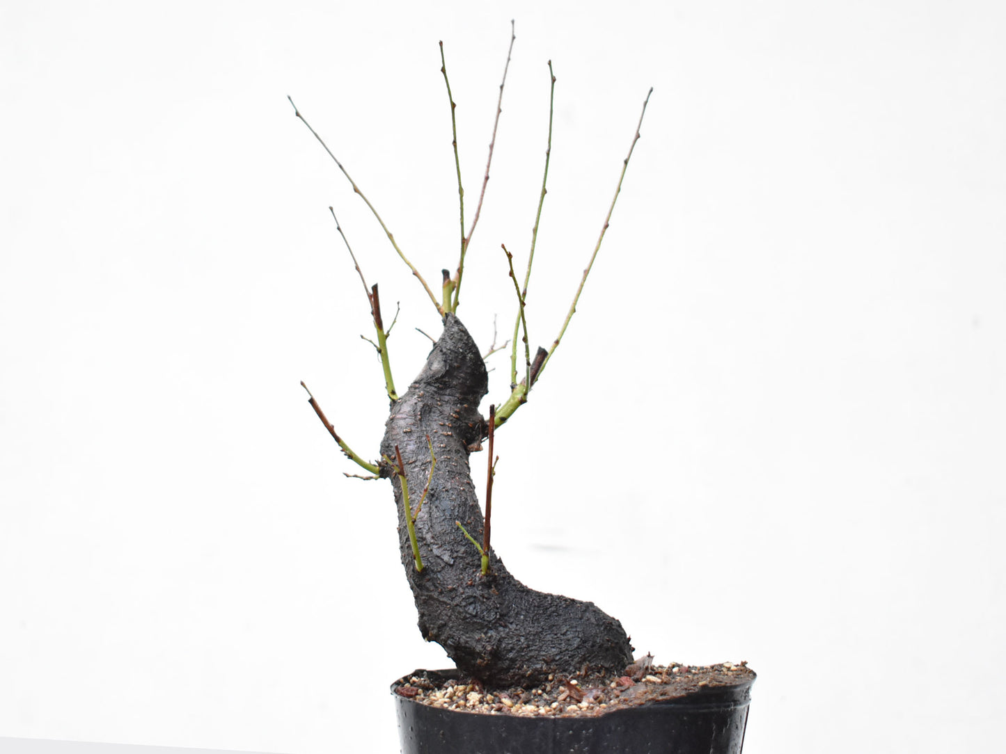 CIRUELO SILVESTRE (Prunus Cerasifera)