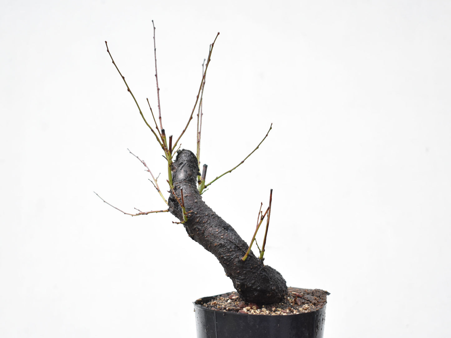 CIRUELO SILVESTRE (Prunus Cerasifera)