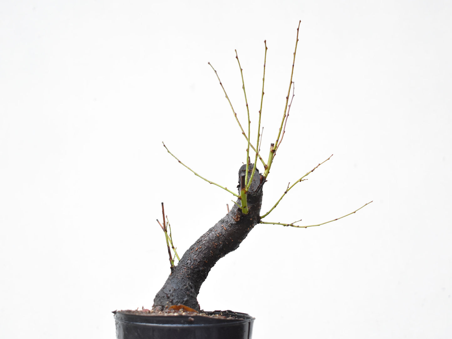 CIRUELO SILVESTRE (Prunus Cerasifera)