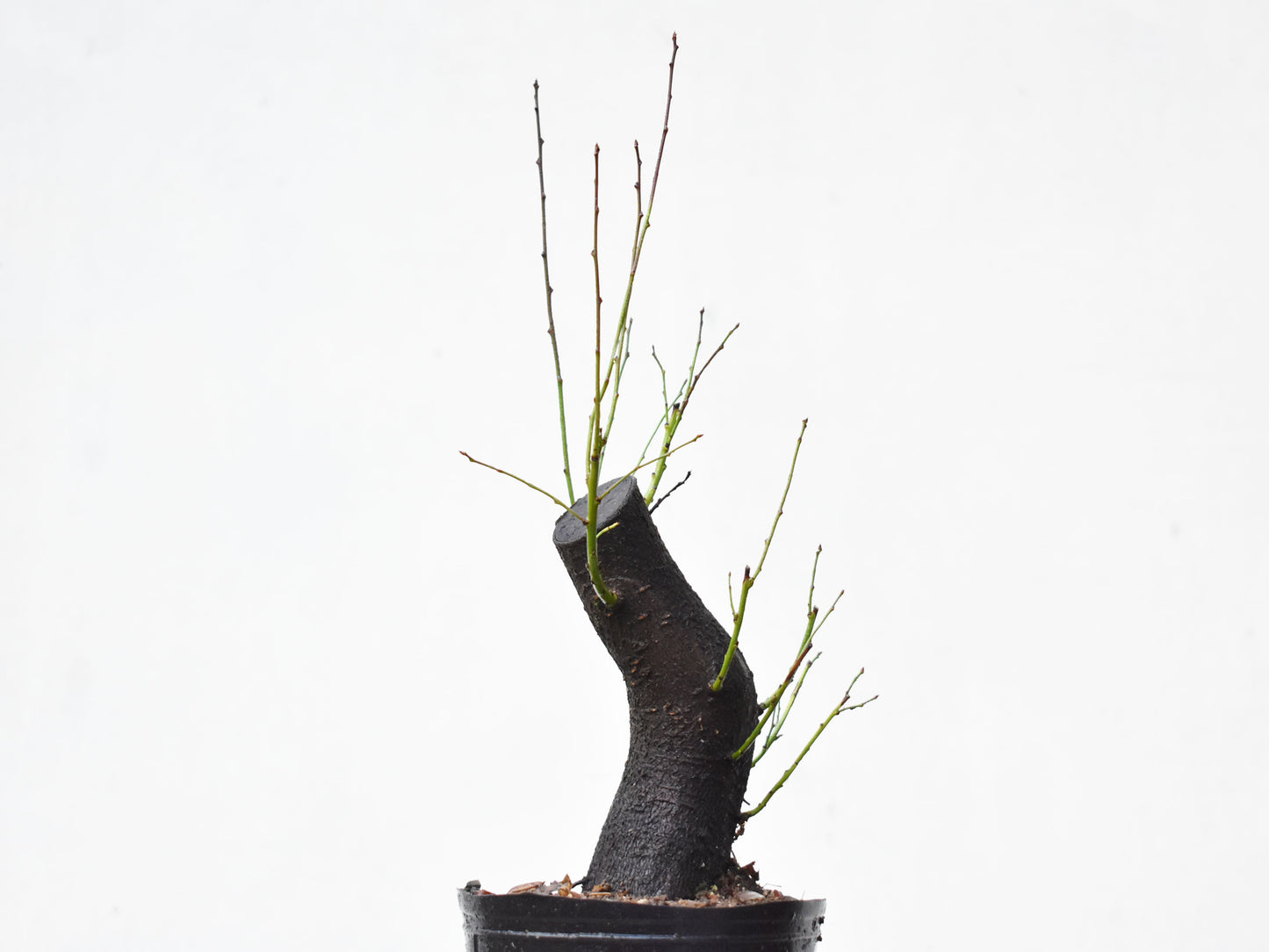 CIRUELO SILVESTRE (Prunus Cerasifera)