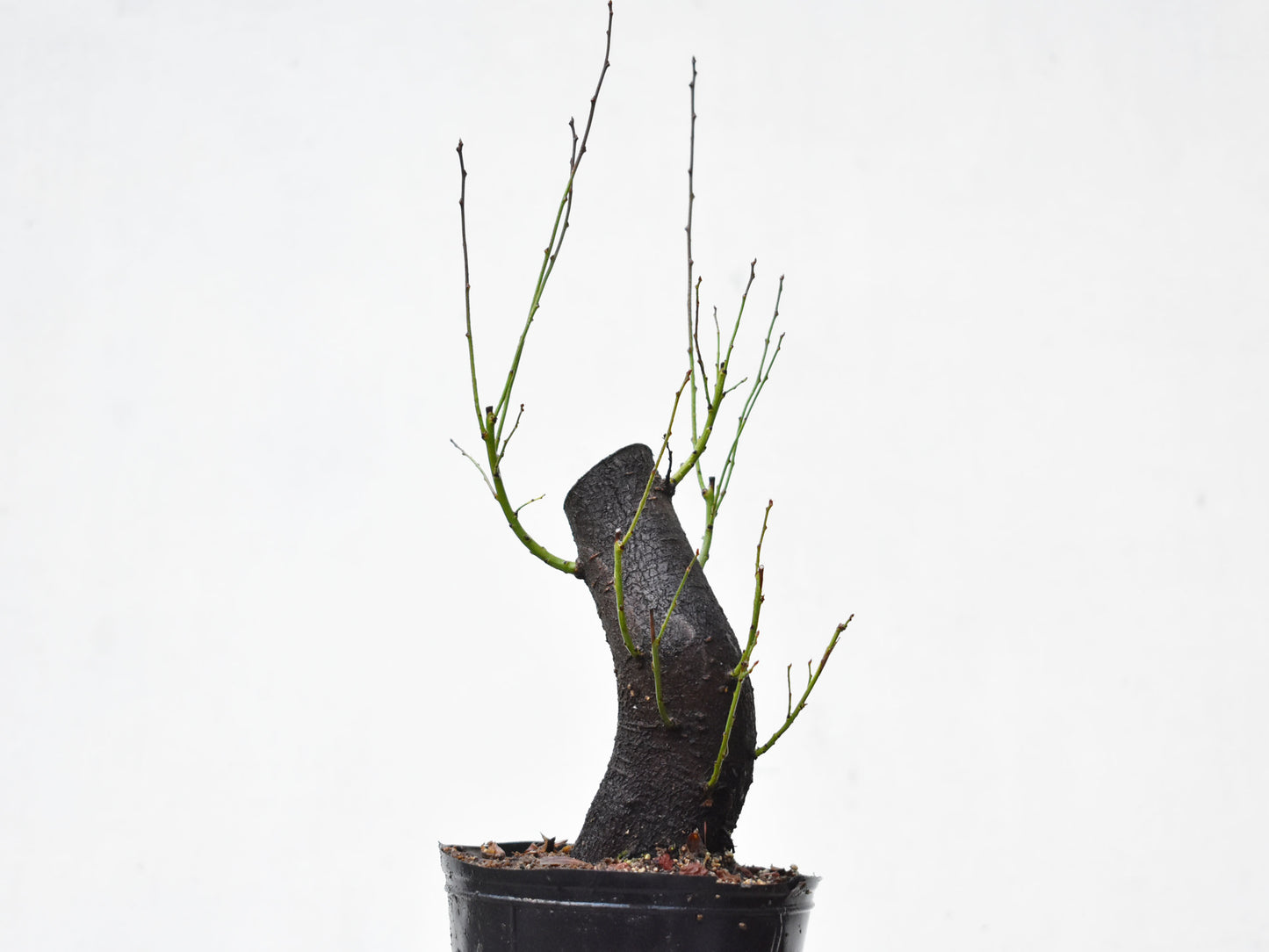 CIRUELO SILVESTRE (Prunus Cerasifera)