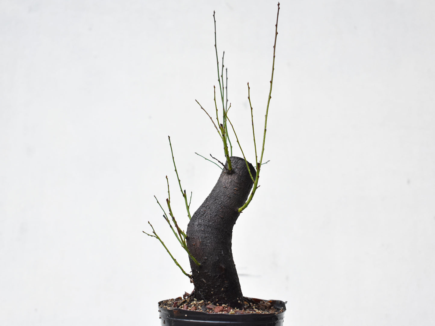 CIRUELO SILVESTRE (Prunus Cerasifera)