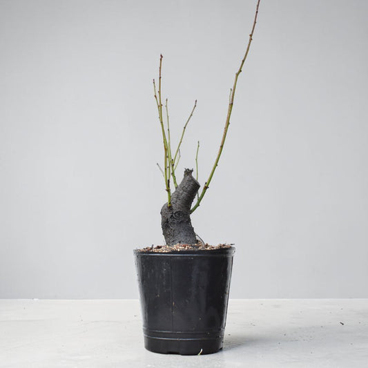 CIRUELO SILVESTRE (Prunus Cerasifera)