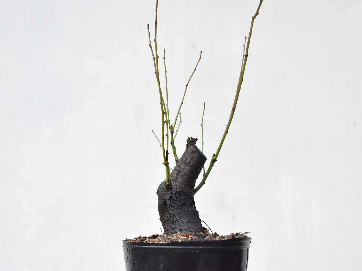 CIRUELO SILVESTRE (Prunus Cerasifera)