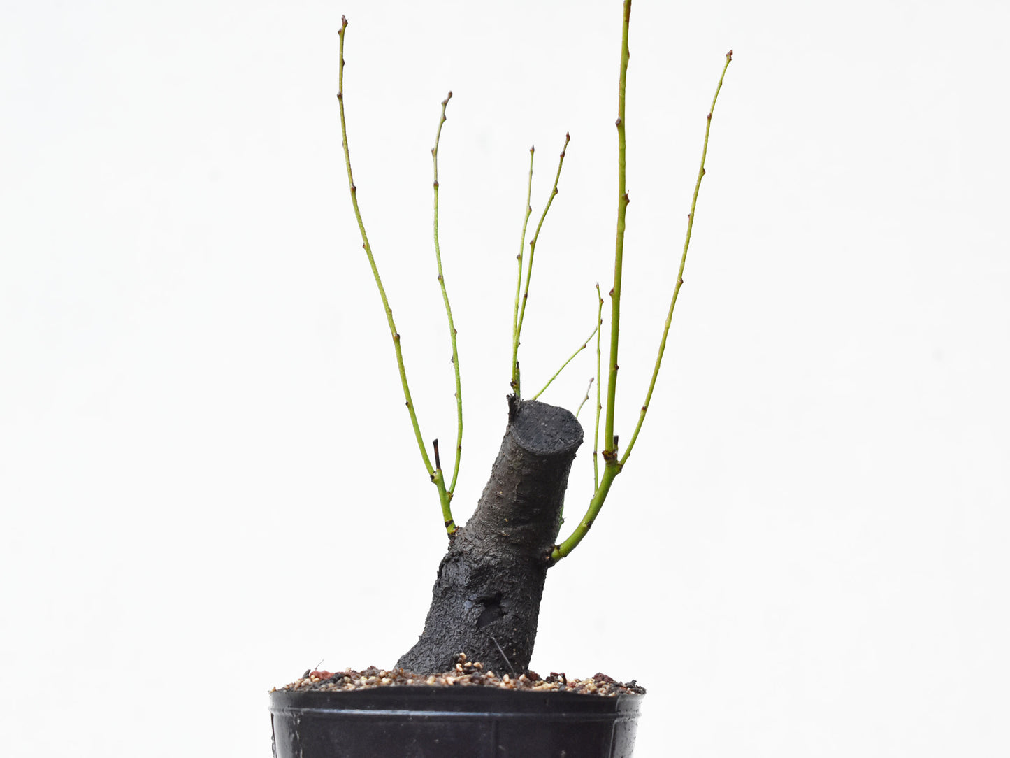 CIRUELO SILVESTRE (Prunus Cerasifera)