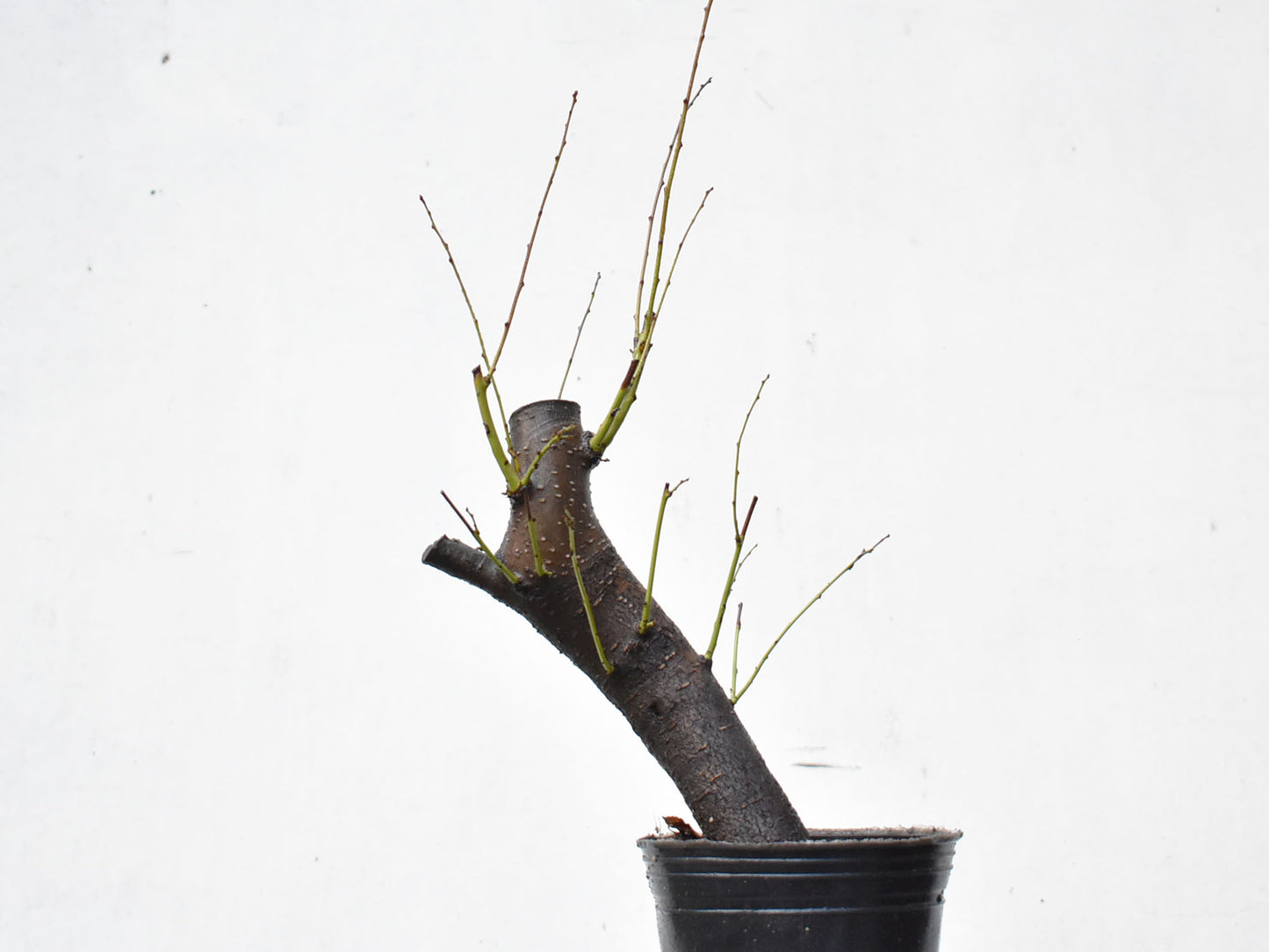 CIRUELO SILVESTRE (Prunus Cerasifera)