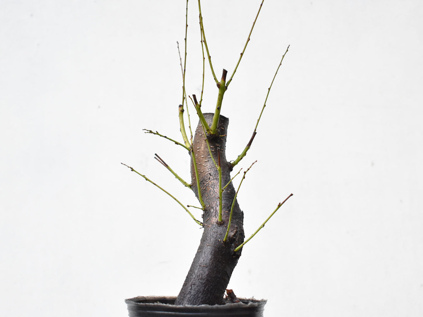 CIRUELO SILVESTRE (Prunus Cerasifera)