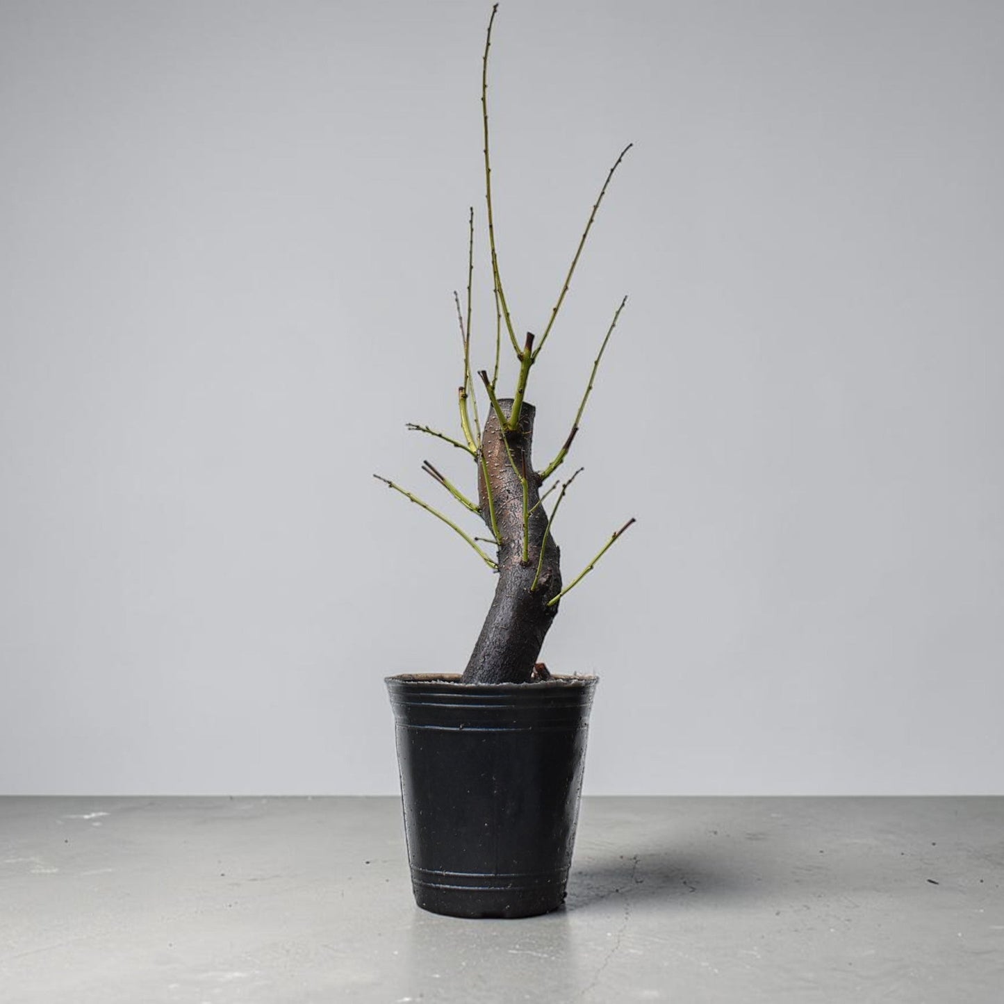 CIRUELO SILVESTRE (Prunus Cerasifera)