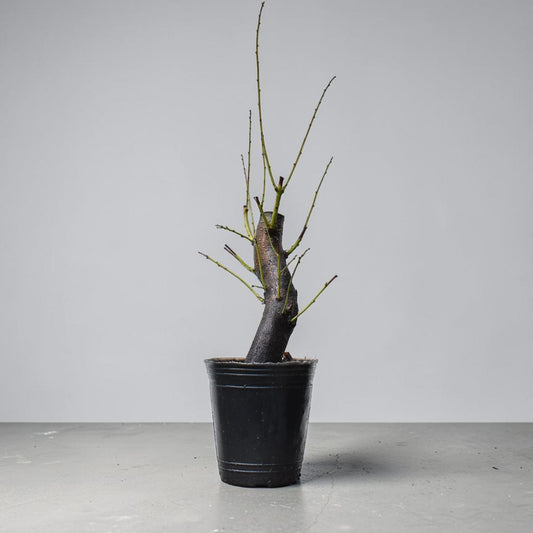 CIRUELO SILVESTRE (Prunus Cerasifera)