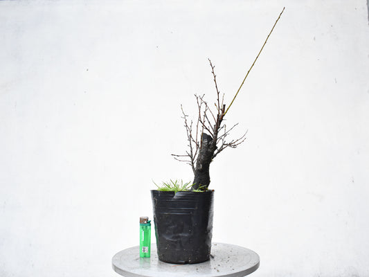 CIRUELO SILVESTRE (Prunus Cerasifera)