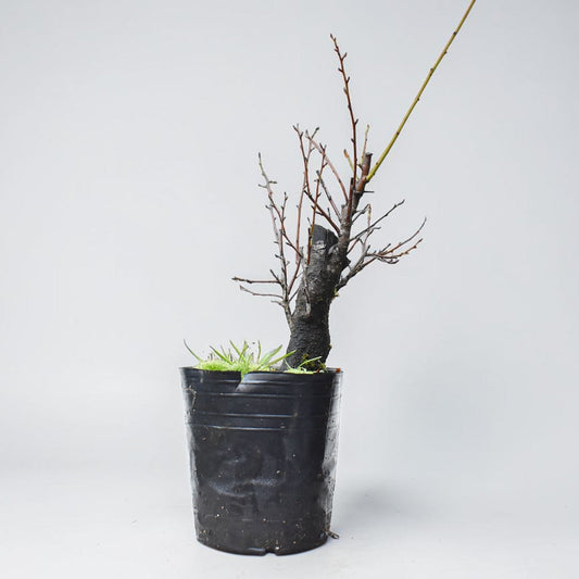 CIRUELO SILVESTRE (Prunus Cerasifera)