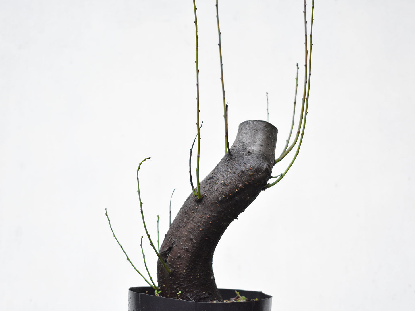CIRUELO SILVESTRE (Prunus Cerasifera)