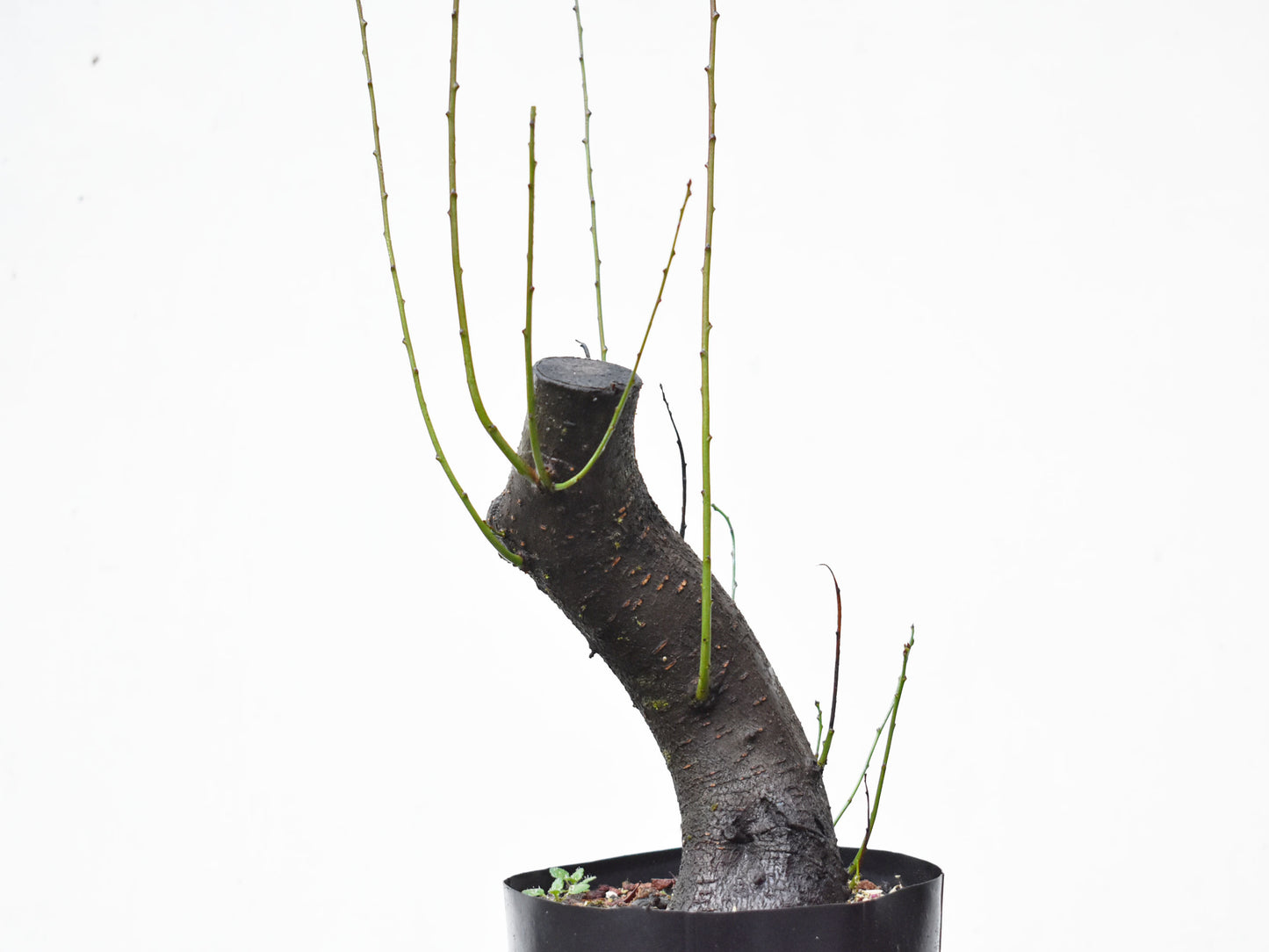 CIRUELO SILVESTRE (Prunus Cerasifera)