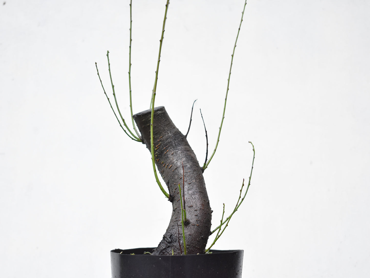 CIRUELO SILVESTRE (Prunus Cerasifera)