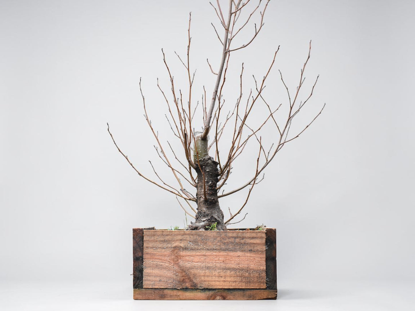 ALISO (Alnus Glutinosa)