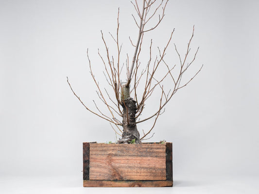 ALISO (Alnus Glutinosa)