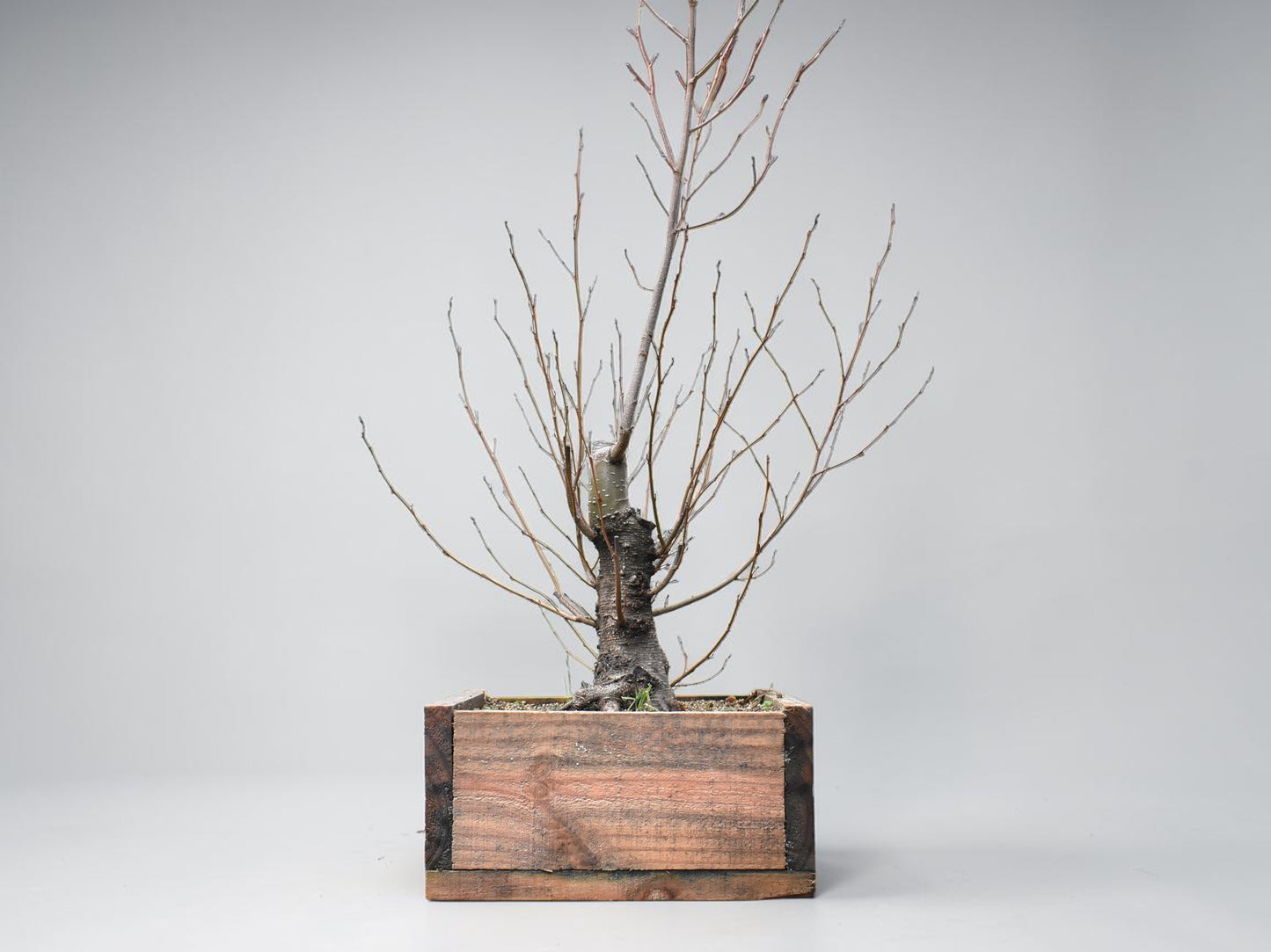 ALISO (Alnus Glutinosa)