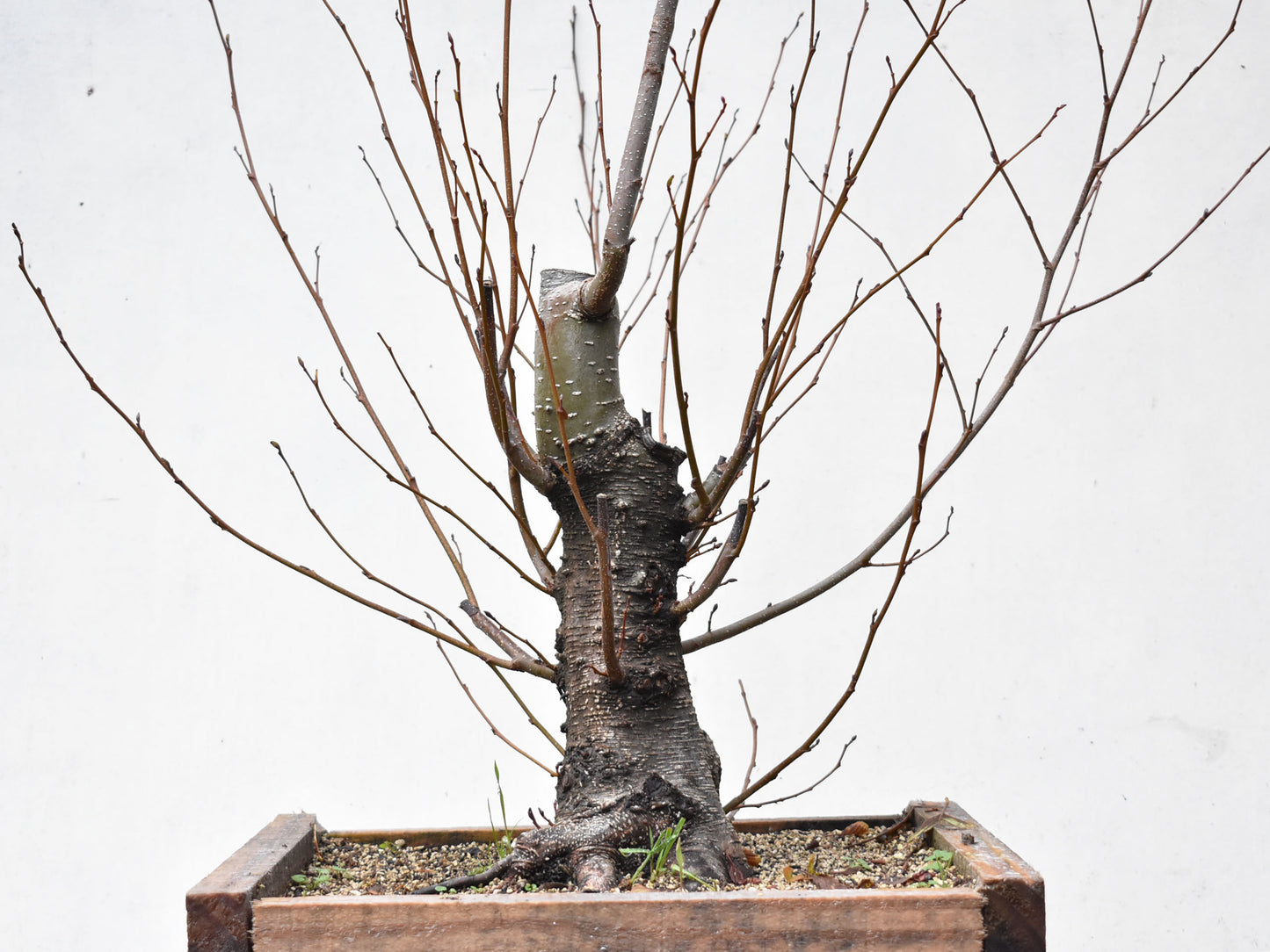 ALISO (Alnus Glutinosa)