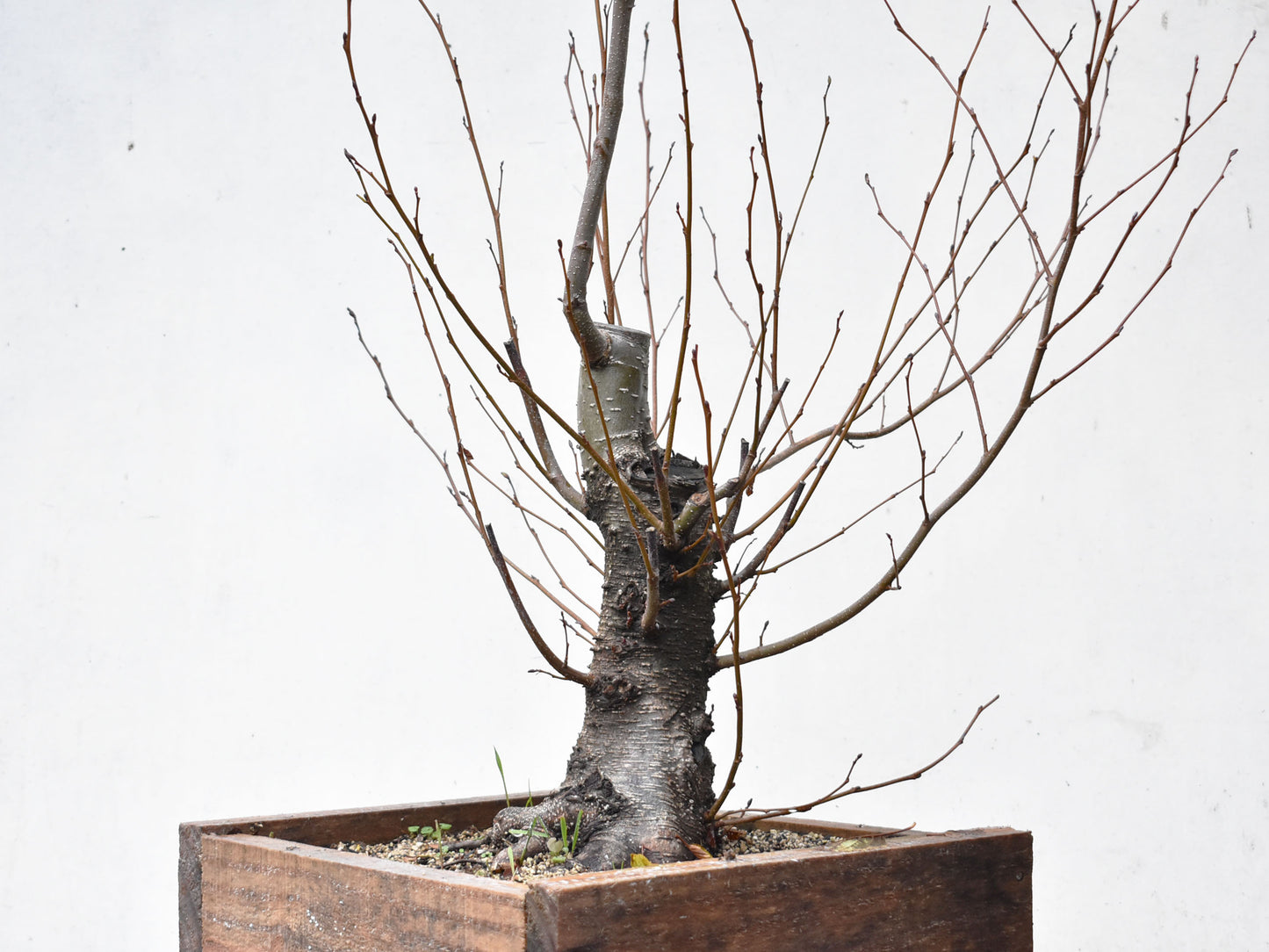 ALISO (Alnus Glutinosa)