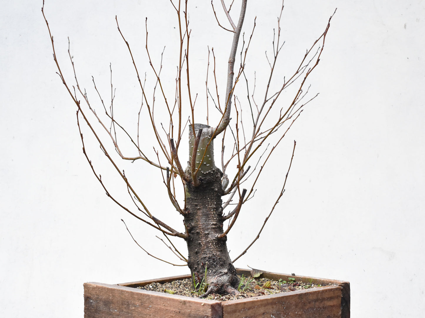 ALISO (Alnus Glutinosa)