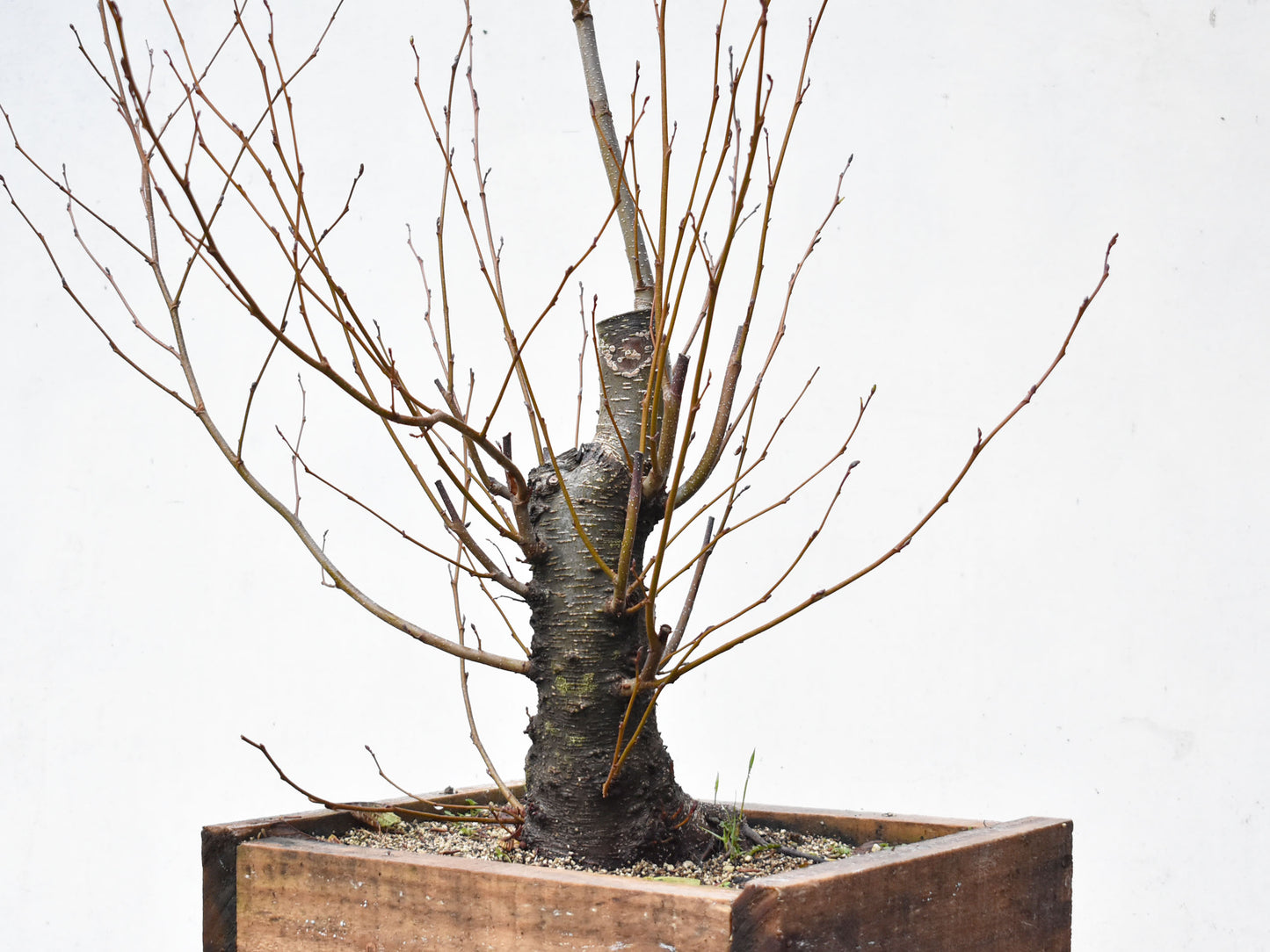ALISO (Alnus Glutinosa)