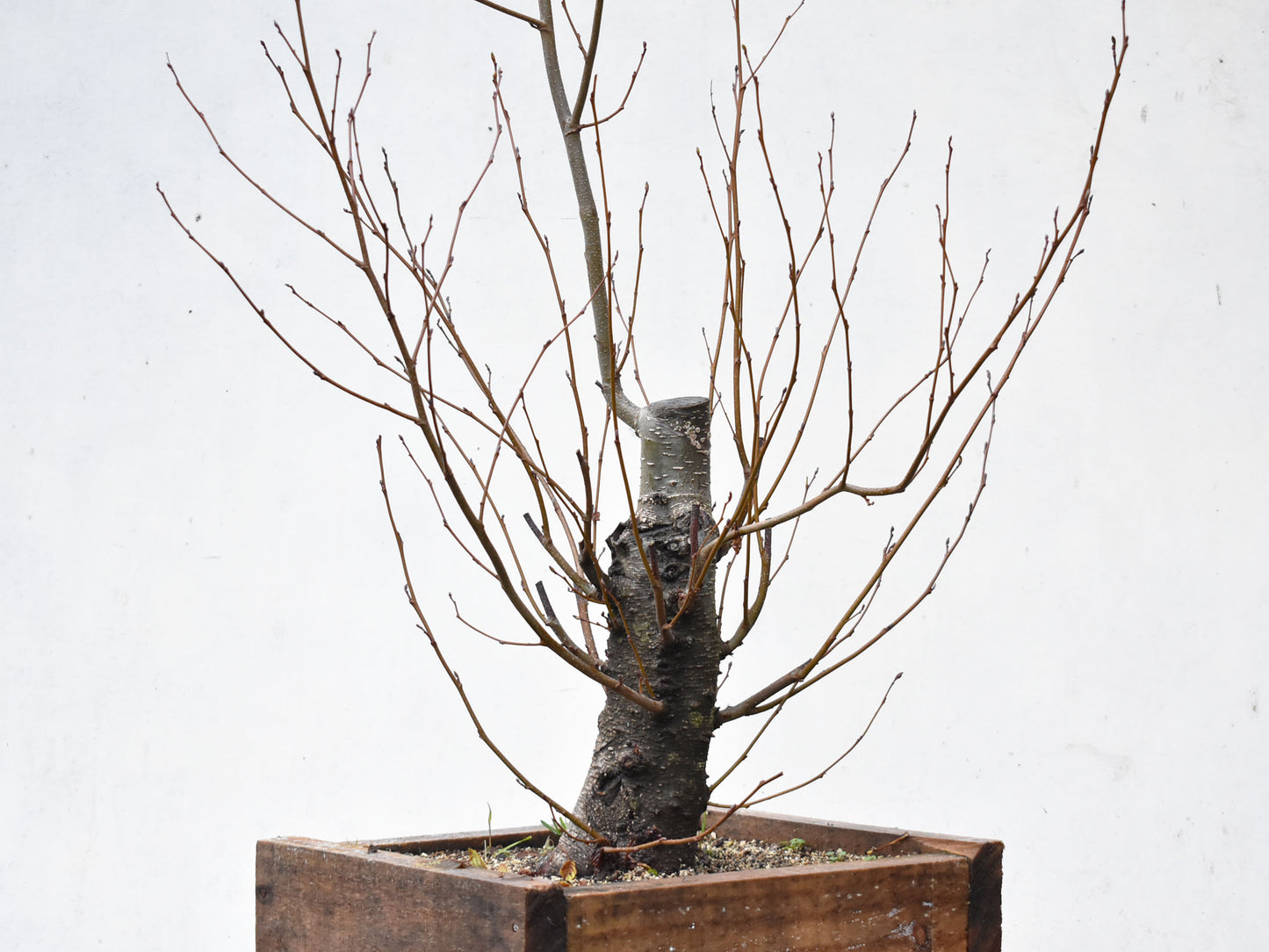 ALISO (Alnus Glutinosa)