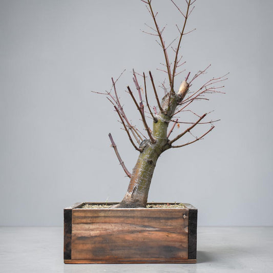 ARCE JAPONES (Acer Palmatum)