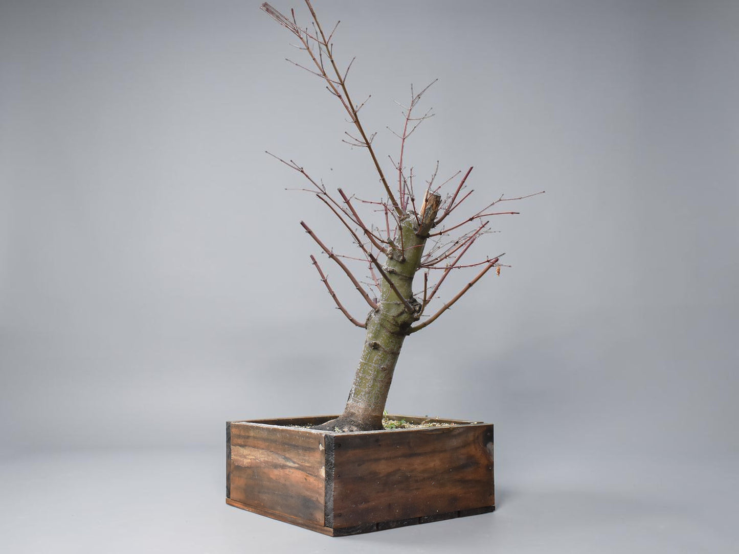 ARCE JAPONES (Acer Palmatum)