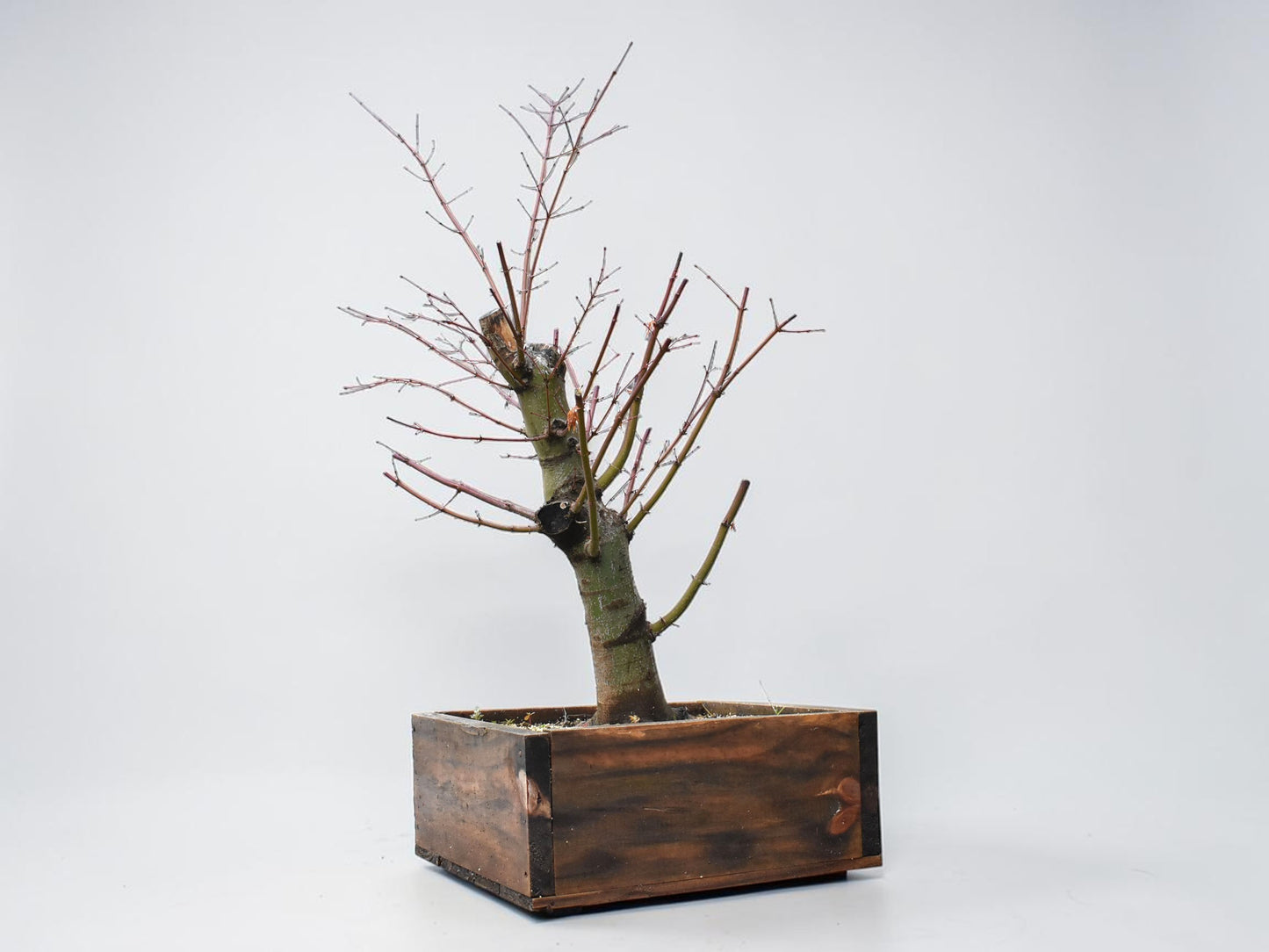 ARCE JAPONES (Acer Palmatum)