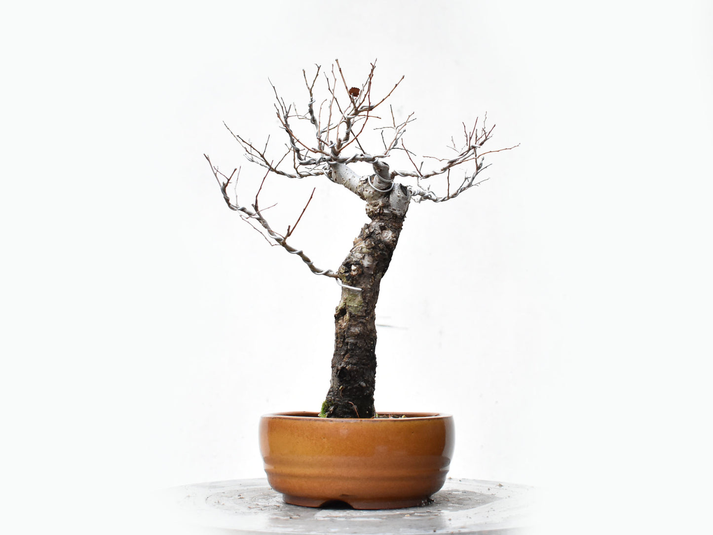 OLMO SIBERIANO (Ulmus Pumila)
