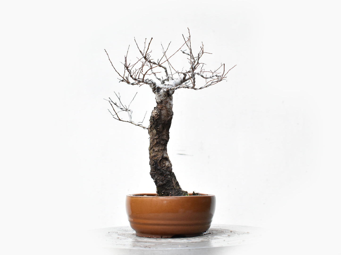 OLMO SIBERIANO (Ulmus Pumila)