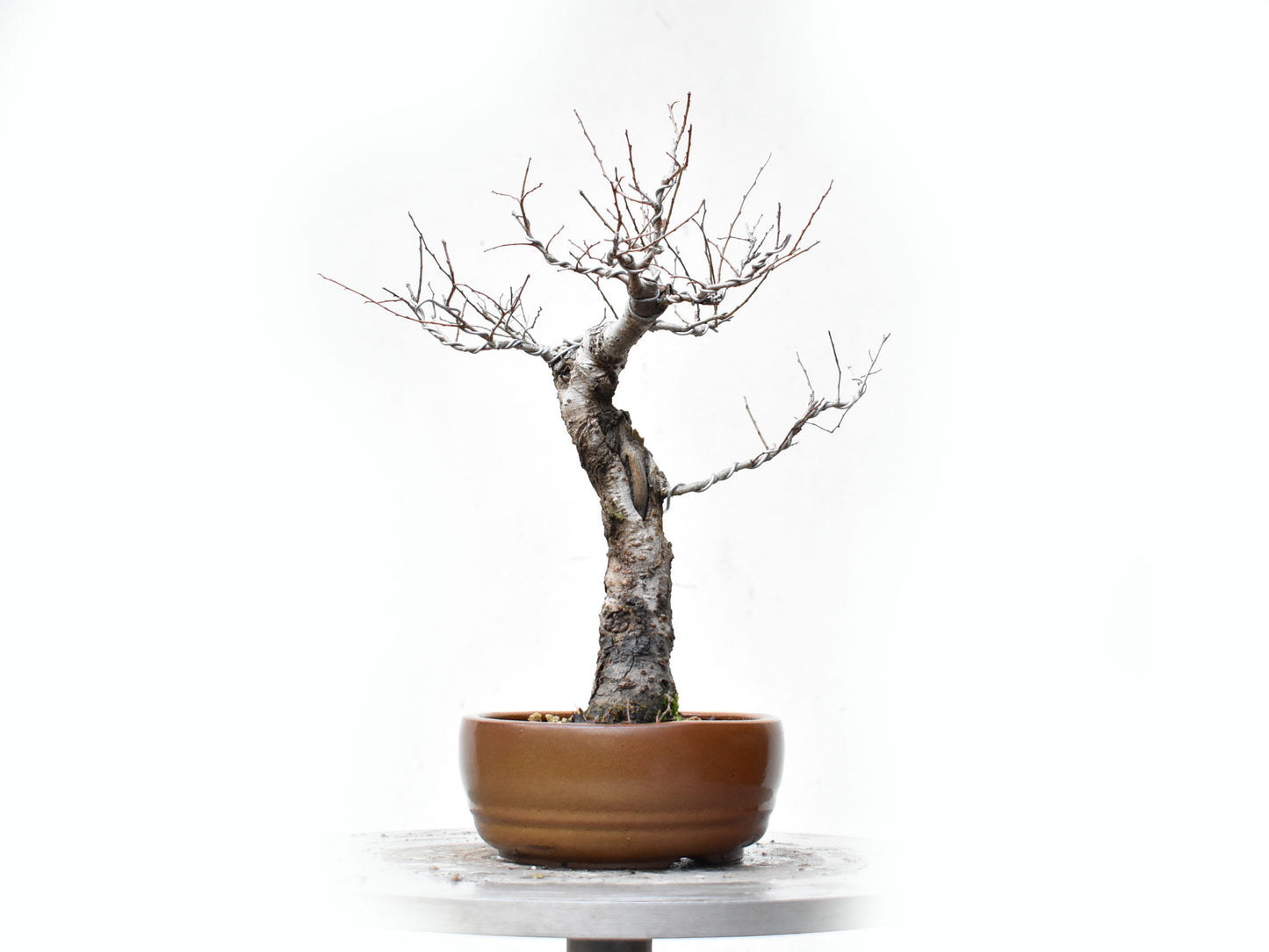 OLMO SIBERIANO (Ulmus Pumila)