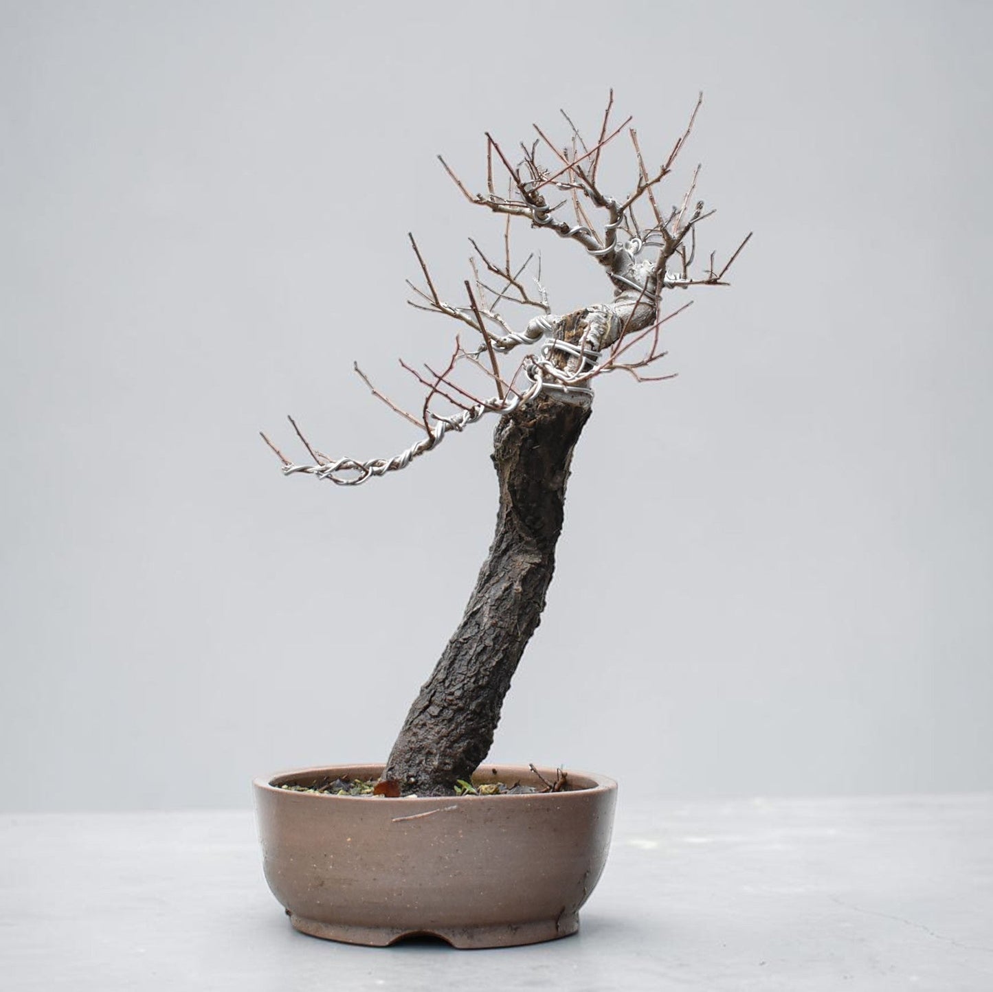 OLMO SIBERIANO (Ulmus Pumila)