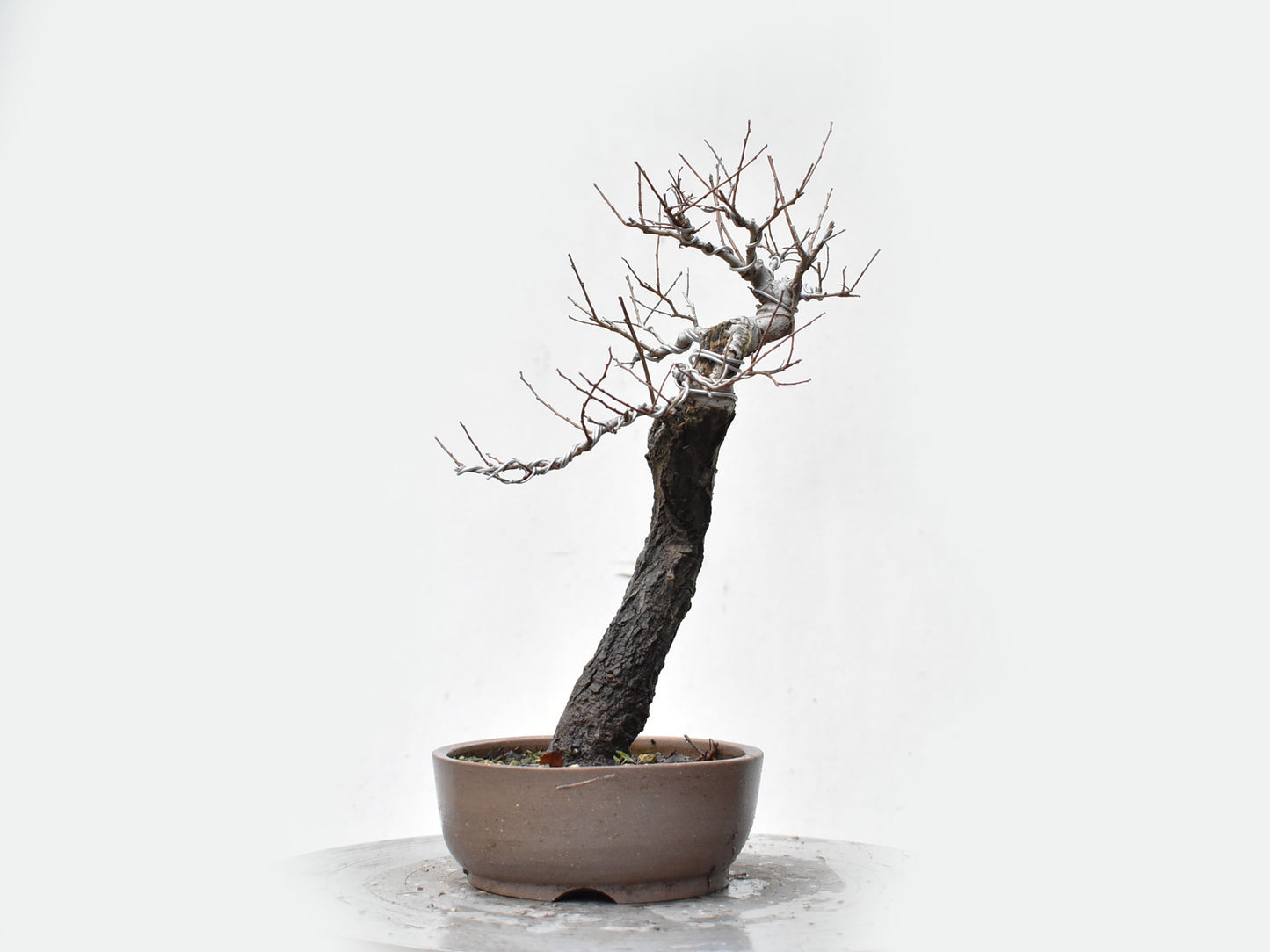 OLMO SIBERIANO (Ulmus Pumila)