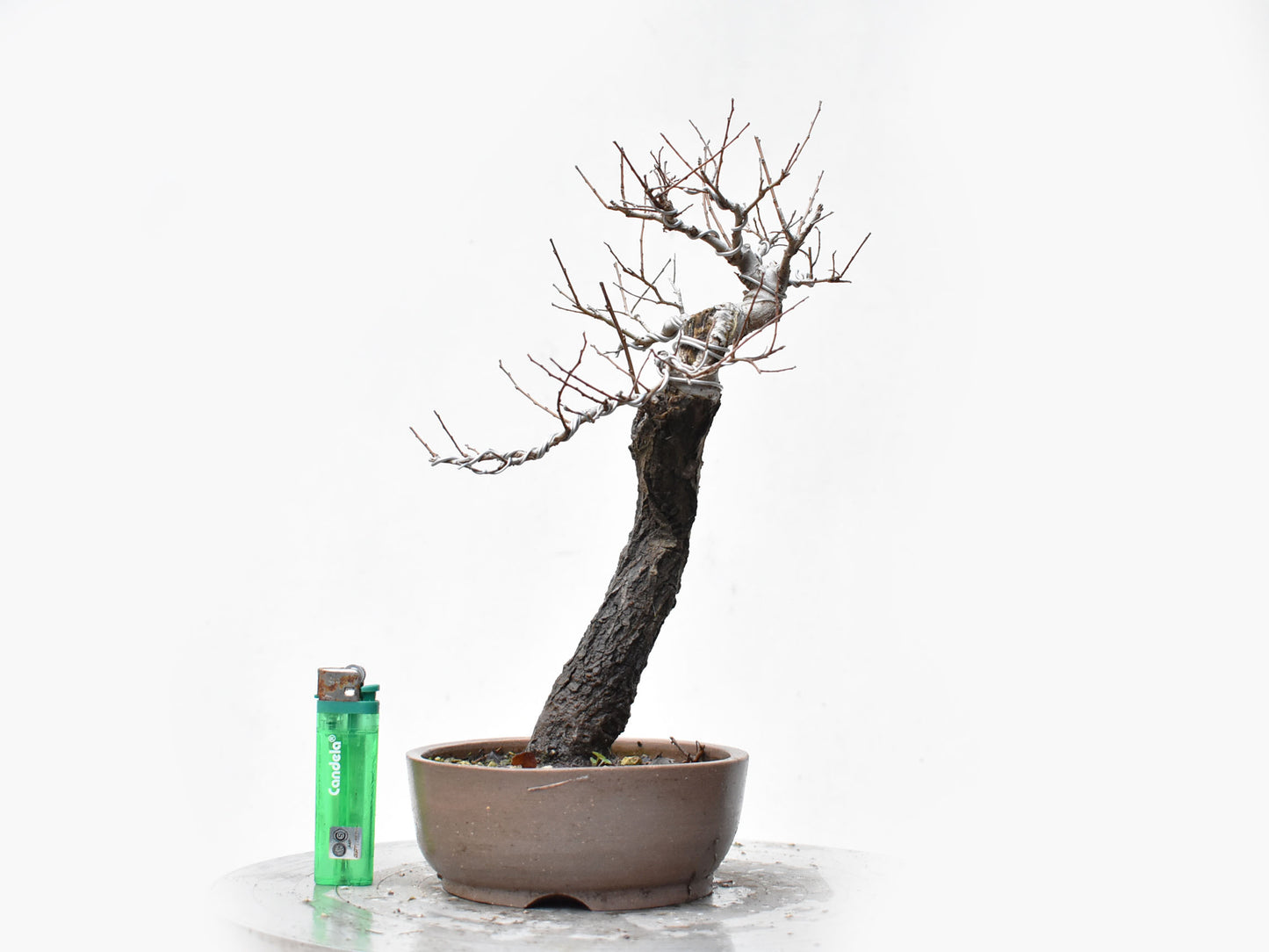 OLMO SIBERIANO (Ulmus Pumila)